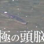 天才バスがダマされた釣り方とは？【喰い方ｗ】