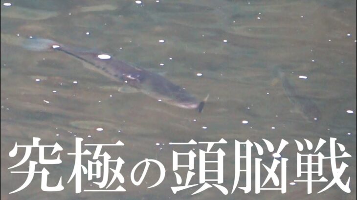 天才バスがダマされた釣り方とは？【喰い方ｗ】