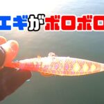 【エギング】買ったばかりのエギがボロボロに…