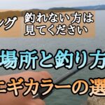 【エギング】初心者必見！秋のアオリイカが釣れる場所と釣り方、エギカラー選び方も重要です。