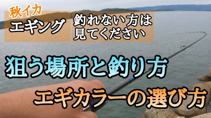 【エギング】初心者必見！秋のアオリイカが釣れる場所と釣り方、エギカラー選び方も重要です。