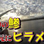 大津港サビキ釣り　爆釣の鯵 足元にヒラメも…