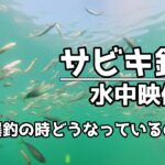 【水中動画】サビキ釣り アジ爆釣 和歌山 塩津漁港 今回も謎の魚登場！教えてください!!!