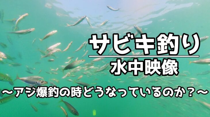 【水中動画】サビキ釣り アジ爆釣 和歌山 塩津漁港 今回も謎の魚登場！教えてください!!!