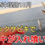 周りでカワハギが釣れてる中トリックサビキでイサキの幼魚ウリボウが入れ喰い!この魚、美味すぎる!