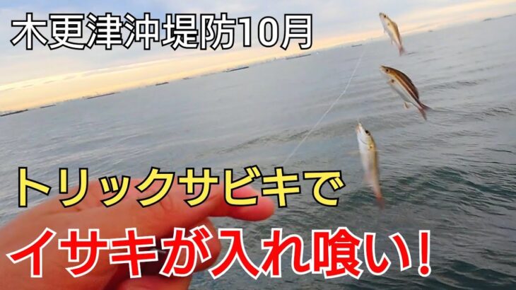 周りでカワハギが釣れてる中トリックサビキでイサキの幼魚ウリボウが入れ喰い!この魚、美味すぎる!