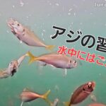 アジングをする方、特にアジンガーなら一度は見ておきたいアジの世界。習性が【水中映像釣り】