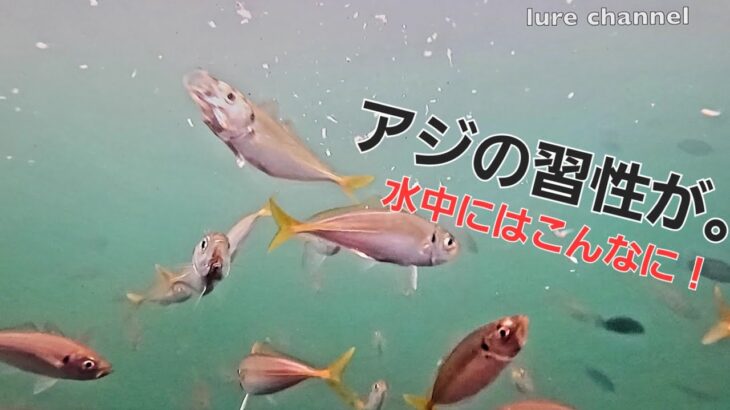 アジングをする方、特にアジンガーなら一度は見ておきたいアジの世界。習性が【水中映像釣り】