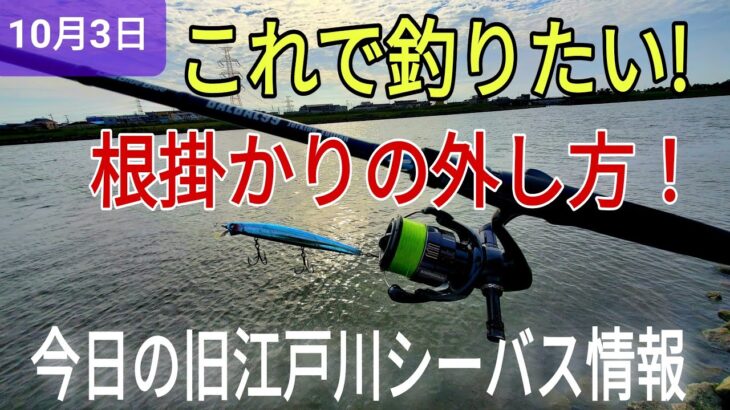 これで釣りたい!今日の旧江戸川シーバス情報！