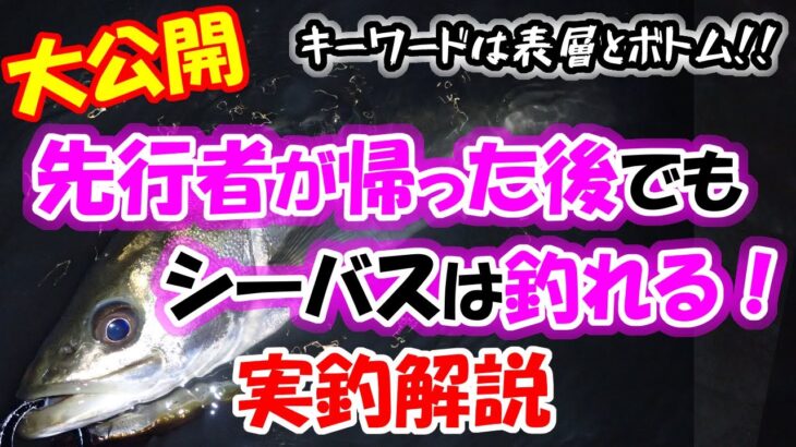 【大公開】先行者が帰った後でもシーバスが釣れる！実釣で解説。キーワードは表層とボトムです