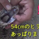 【サーフルアー釣り】ヒラメ出ました。