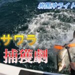 【開幕】岩国沖ライトジギング調査！巨大サワラ捕獲劇！！