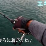 【エギング】エギの沈む速度、姿勢を変えて・・・リベンジ達成！