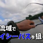 【シーバス】秋の下流域でデイシーバスを狙う！