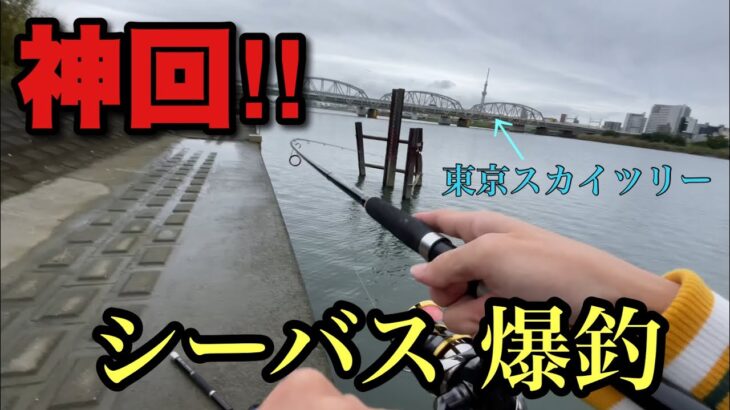 【シーバス爆釣】東京スカイツリーの前でシーバス爆釣してしまった、