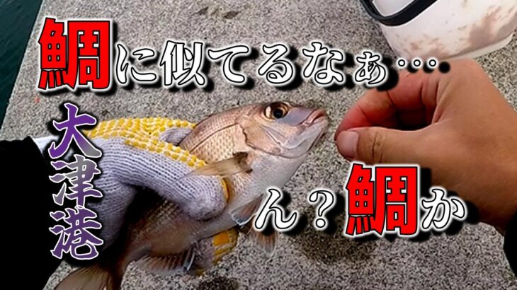 大津港　鯛も釣れて五目釣り達成【サビキ釣り】