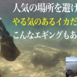 水中映像入りで解説。人多い、釣れないと悩むあなたへ。こんなエギングはどうでしょうか？