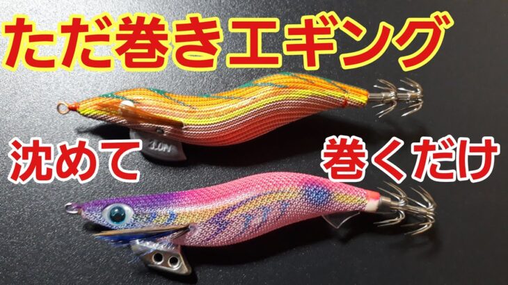 【エギング】ただ巻きエギング沈めて巻くだけ🎣