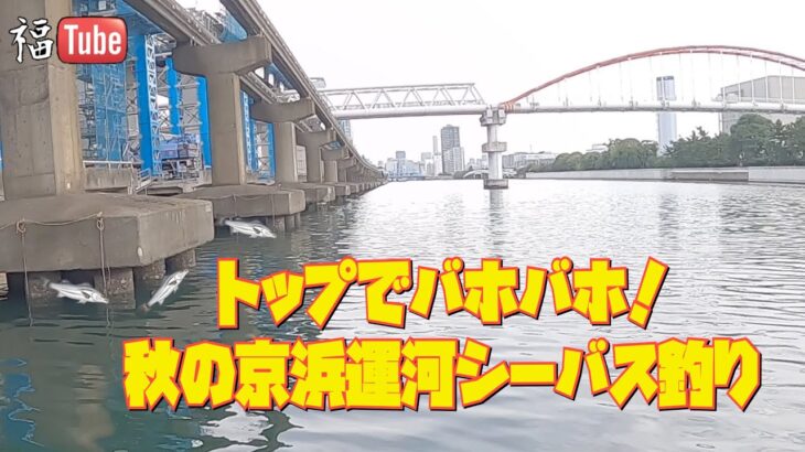 トップでバホバホ❗️秋の京浜運河シーバス釣り