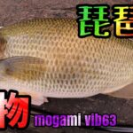 巻物キモティィィィィ！！！単独オカッパリ釣行！ヘビキャロでも釣るで！！琵琶湖人気バス釣りポイントを回る！北湖東岸を某水道の北からロックエリアの南まで！！モガミバイブで北湖の狸バス！【琵琶湖バス釣り】