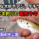 みんな大好きアジ、太刀魚！サビキ釣りと電気ウキ。首海釣り初心者にもチャンス。横浜の釣りです。