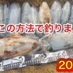 【エギング】この方法で爆釣！初秋にキロクラス登場！！