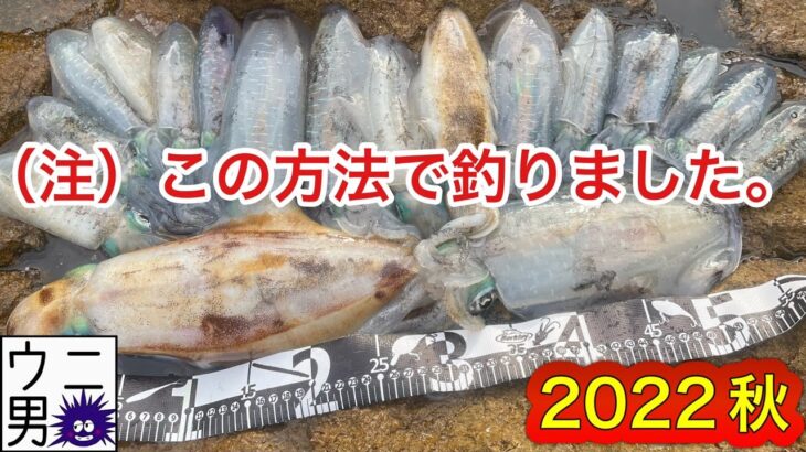 【エギング】この方法で爆釣！初秋にキロクラス登場！！