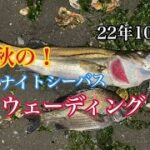 愛娘が「お魚食べたい♡」と言うので、ちょっとシーバス釣ってくる！