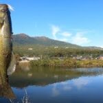 【バス釣り】つくばの野池巡り！数釣れる野池、でかいバス釣れる野池を探す！【茨城バス釣りポイント】