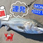 【鹿島灘サーフ】サーフシーバス連発🎣