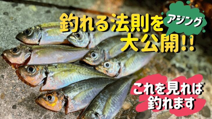 瀬戸内ジグ単アジング！釣れる法則を公開します！これを見ればアジ釣れます！！