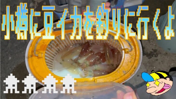 小樽に豆イカを釣りに行くよ