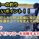 シャロー(浅い所)のエギングとシャロー撃ちは違う釣り