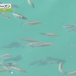 県南の漁港にアオリイカの群れ【テレビトクシマ】秋のイカ釣りシーズン/北の脇海岸/由枝港