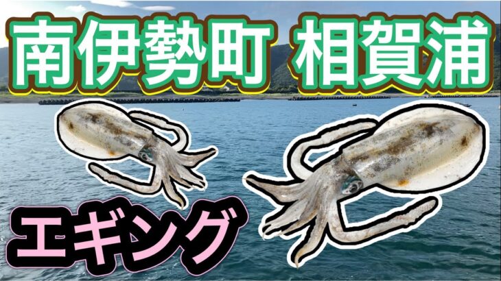 【相賀浦】イカ釣り/南伊勢/エギング釣り場紹介