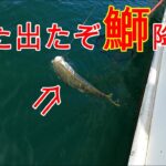 『これが捕食しているベイト🦑』明石沖青物ジギング