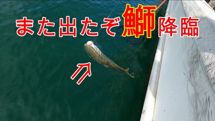 『これが捕食しているベイト🦑』明石沖青物ジギング