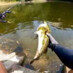 秋のデカバスが釣れないと悩んでいる方は、この動画を必ず見て下さい「バス釣り」「野池」「初心者」