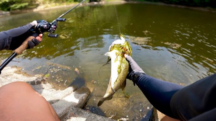 秋のデカバスが釣れないと悩んでいる方は、この動画を必ず見て下さい「バス釣り」「野池」「初心者」