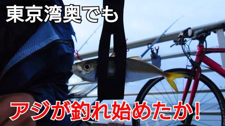 去年はアジが渋かった東京湾奥でも秋に入ってアジが釣れるようになったか!