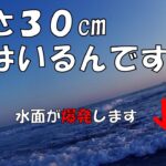 遠州灘サーフ　ありえない所で魚が釣れる！！サーフの釣りは面白い！！