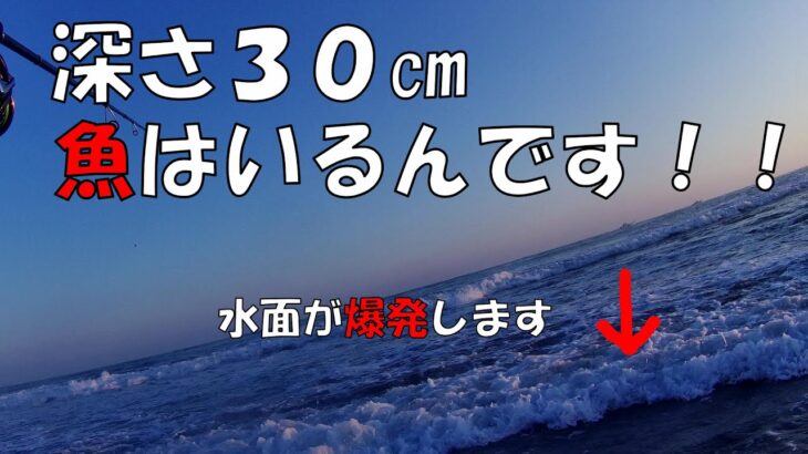 遠州灘サーフ　ありえない所で魚が釣れる！！サーフの釣りは面白い！！