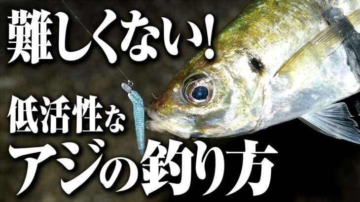 【アジング】難しくない！低活性なアジの釣り方