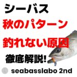 【秋なのに釣れない原因など】シーバス秋のパターン攻略後編