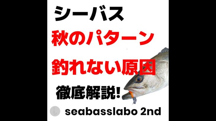 【秋なのに釣れない原因など】シーバス秋のパターン攻略後編