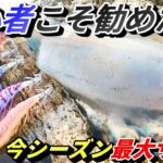 反則級！？大きいイカをたくさん釣る最速手！エギングで釣れない人は使ってみよう！パタパタしか勝たん！