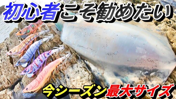 反則級！？大きいイカをたくさん釣る最速手！エギングで釣れない人は使ってみよう！パタパタしか勝たん！