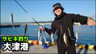 【北茨城】大津港でサビキ釣り調査