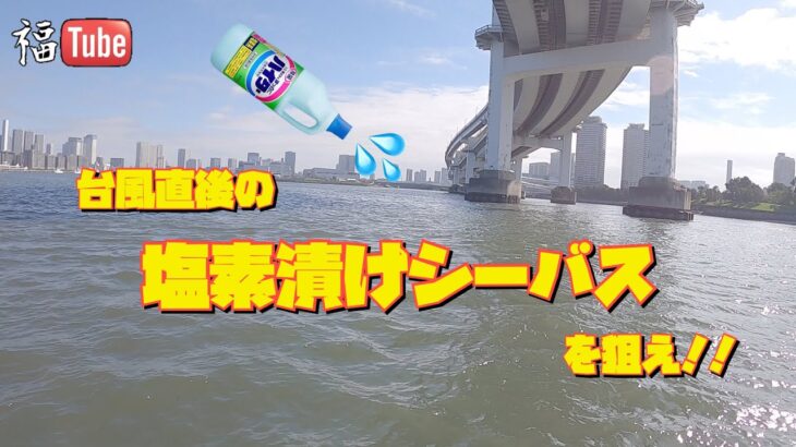 台風直後の塩素漬けシーバスを狙え❗️