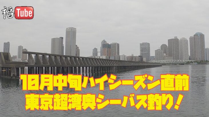 10月中旬ハイシーズン直前！東京超湾奥シーバス釣り❗️